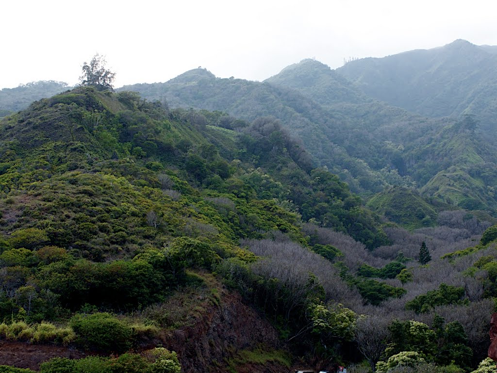 Northwest Maui - Looking inland by Alison Rintoul