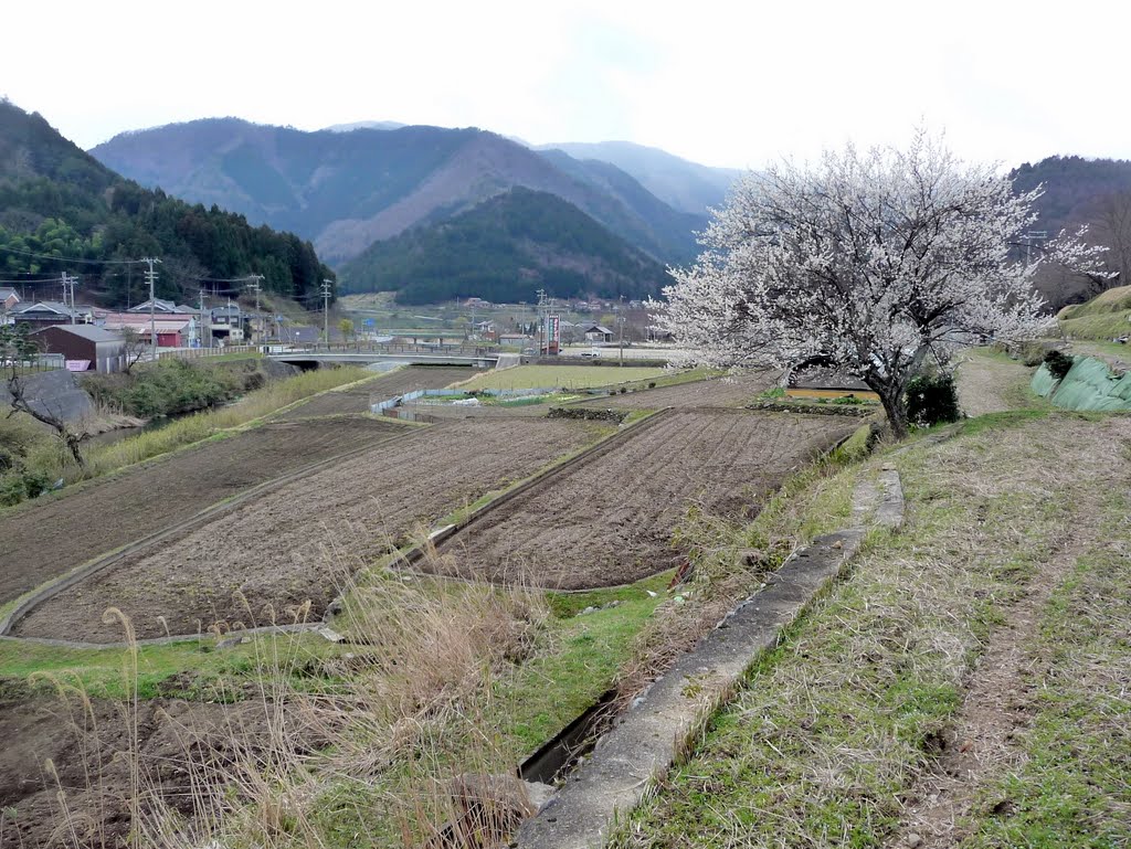 Cherry blossom near Ebara Archaeological Park　家原（えばら）遺跡公園近くの桜 by Daichi Kohmoto ☆河本大地