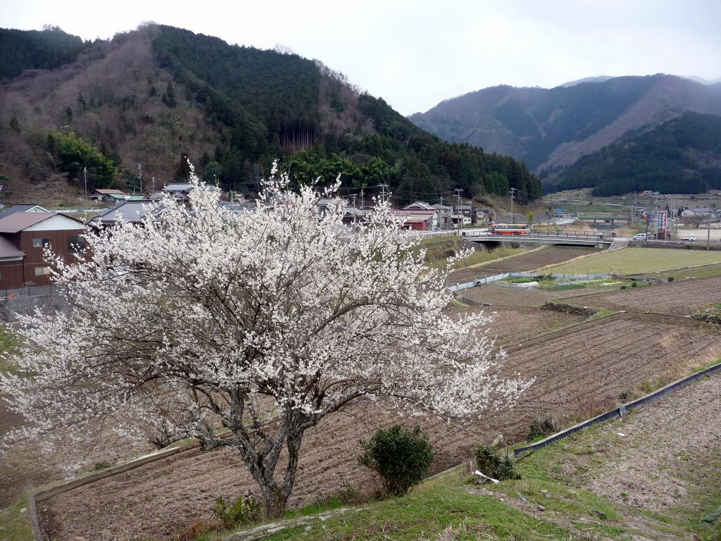 Cherry blossom viewed from Ebara Archaeological Park　家原（えばら）遺跡公園からみた桜 by Daichi Kohmoto ☆河本大地