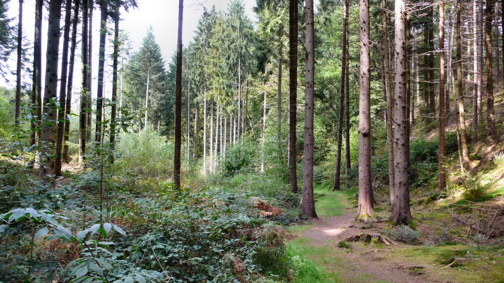 Foret d'Argonne vers kaiser tunnel by dd51