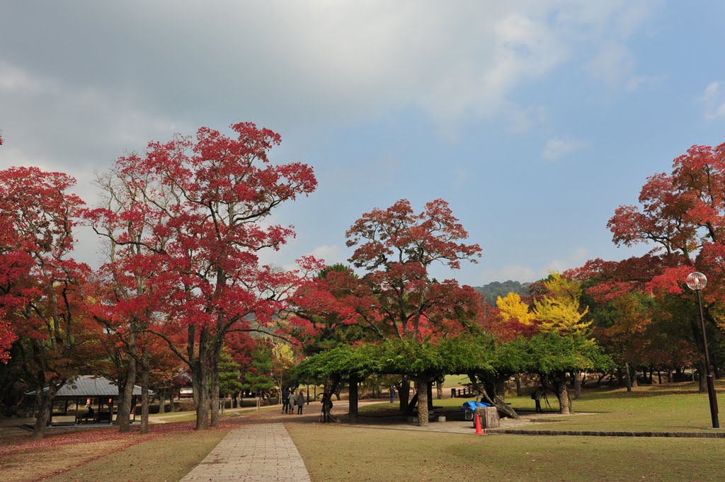 Nara Park, Nara, Japan near Todaiji 奈良 by John Muzi