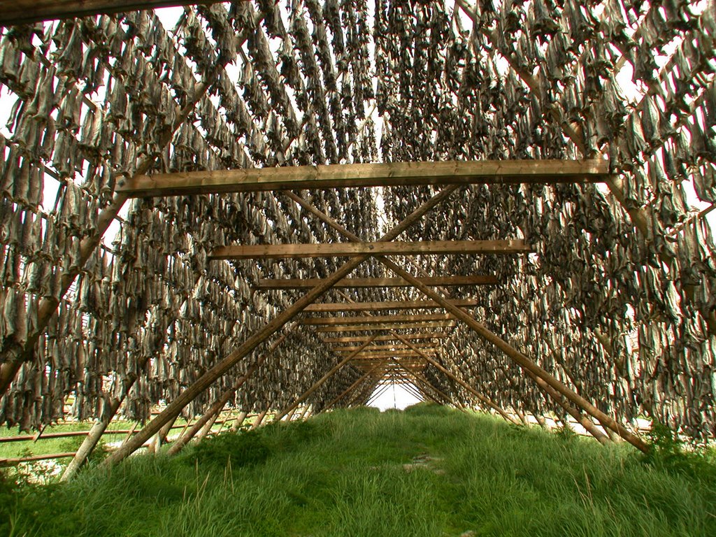 Drying stockfish 1 by Ruud van Dijk