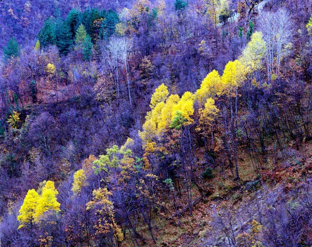 Yellow trees by Enrico Pocopagni