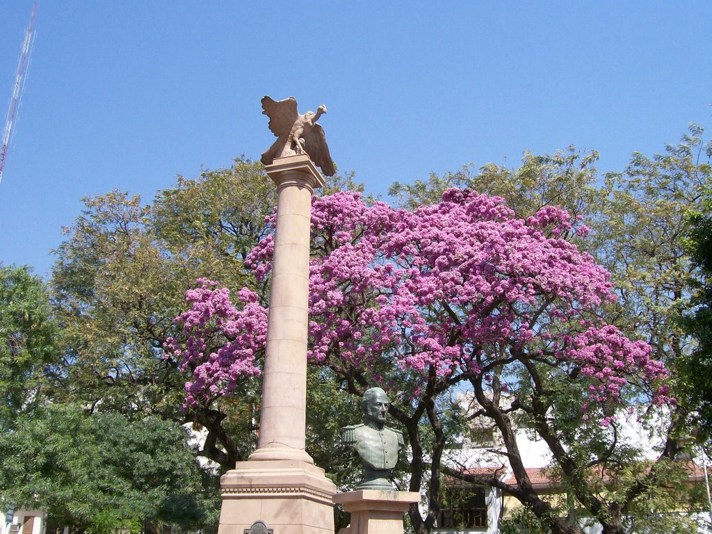 Lapachos-Plaza Lorenzo Lugones by Ricardo Ciotti