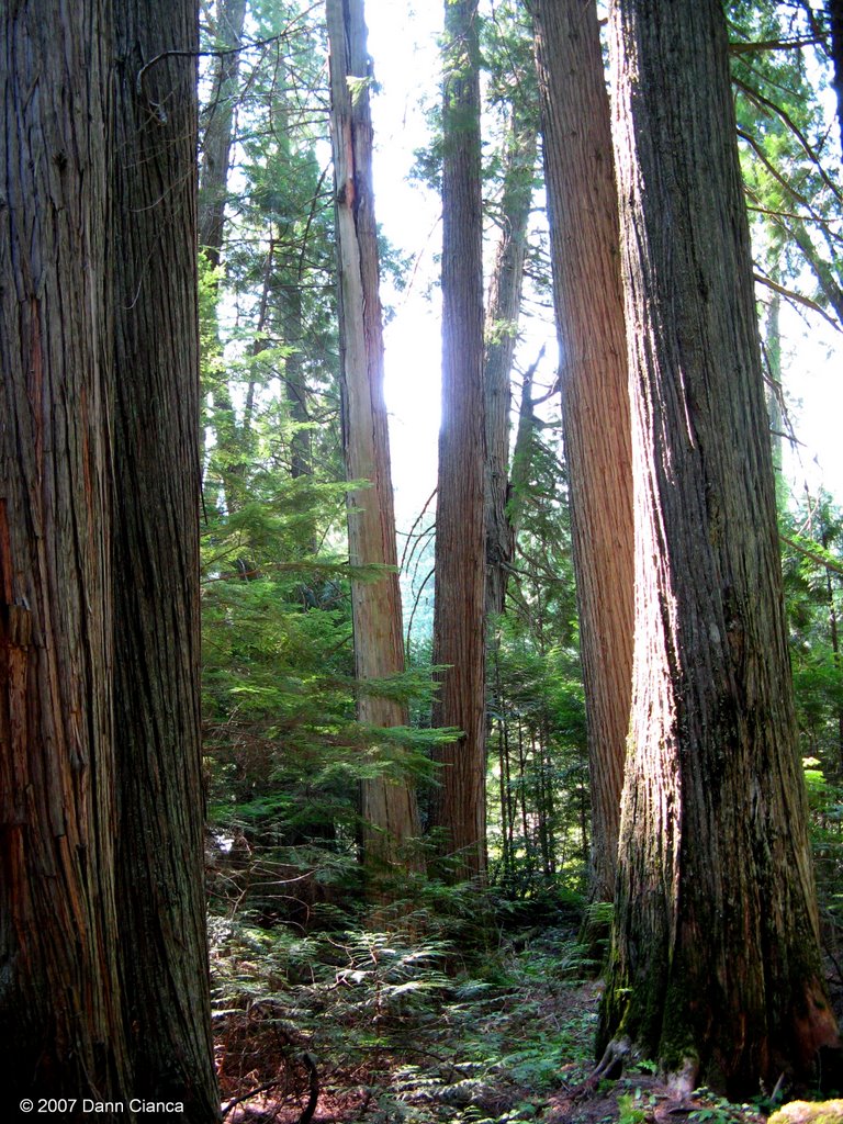 2007 - August 5th - 18:04Z - Trail Of The Cedars by Dann Cianca