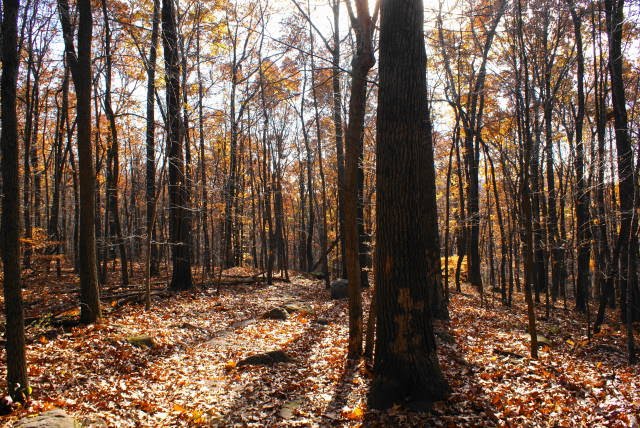 Horse Shoe Trail at French Creek State Park by EHJ666