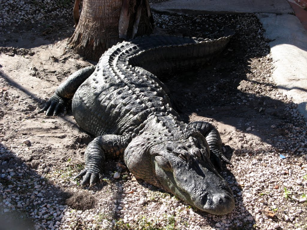 Black Hammock alligator by Robert Borgon