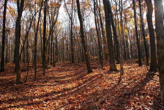 Horse Shoe / Six Penny Trail at French Creek State Park by EHJ666