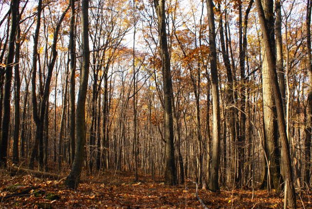 Six Penny Trail at French Creek State Park by EHJ666