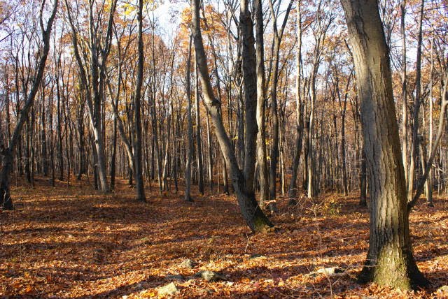 Six Penny Trail at French Creek State Park by EHJ666