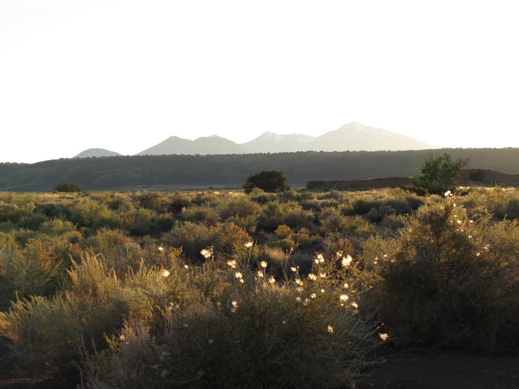 Humphreys Peak and Wildflowers from Wukoki Pueblo by Chris Sanfino