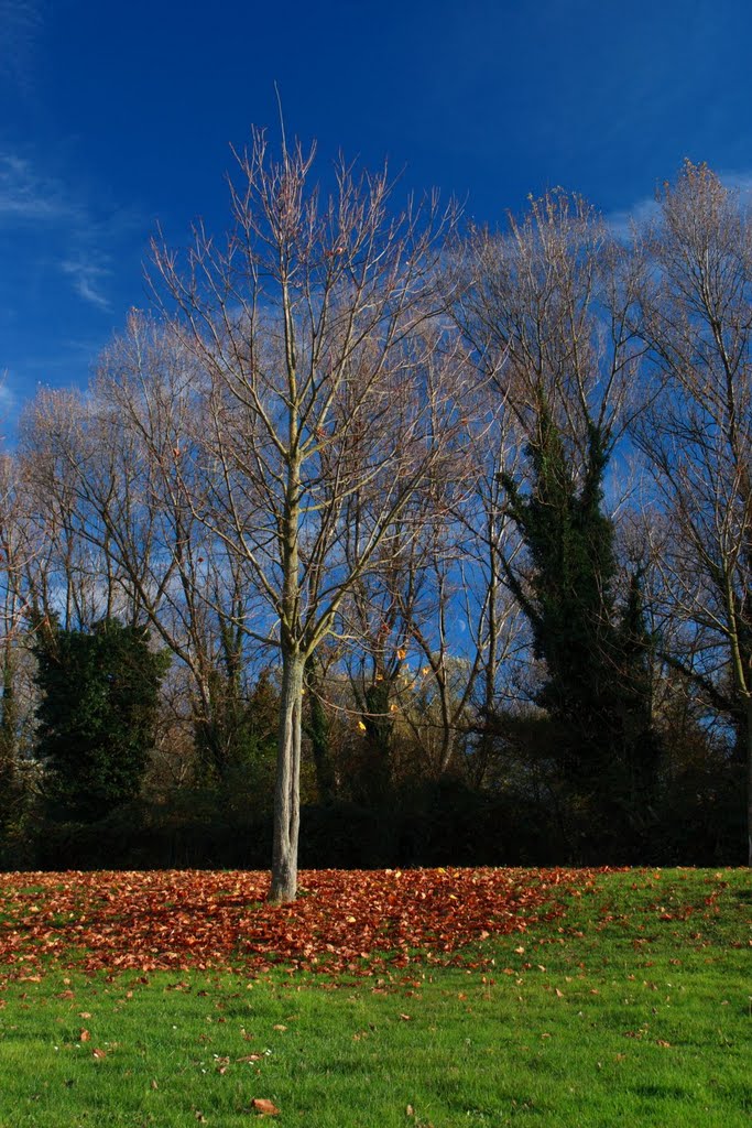 Fin de l'automne au parc de Miribel Jonage (01) by Aurigothe