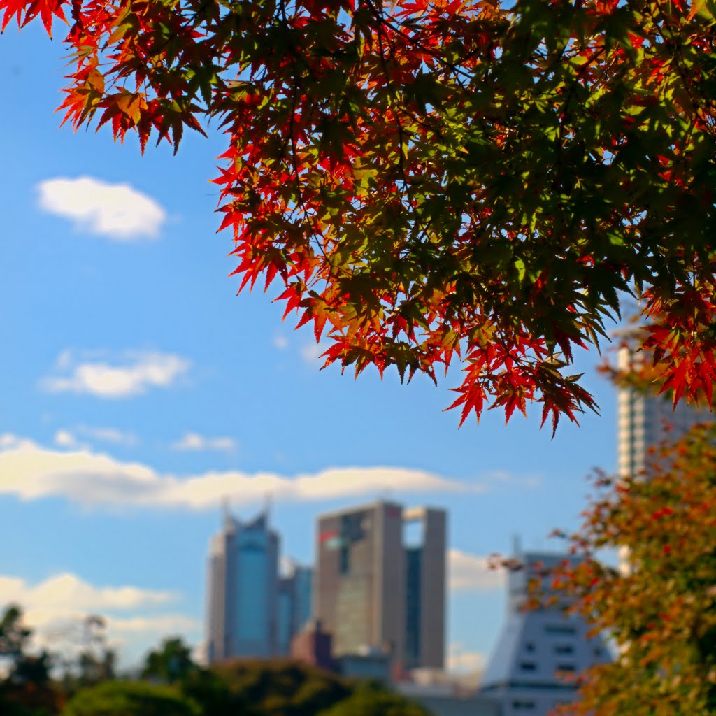 Japanese Maple in the Shinjuku Gyoen park by taoy (2sq)