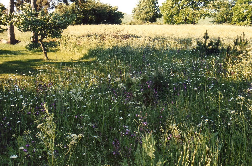 Flower meadow near Hovvig by Kaetzchen