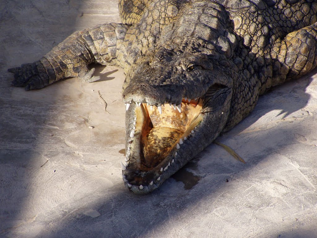 Krokodilji počitek - crocodiles rest by Egon Likar