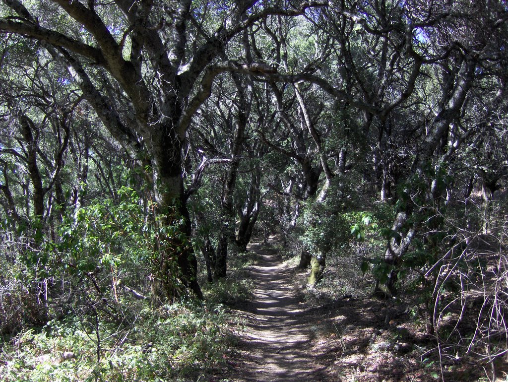 Wunderlich County Park, Bear Gulch Trail by grey3000