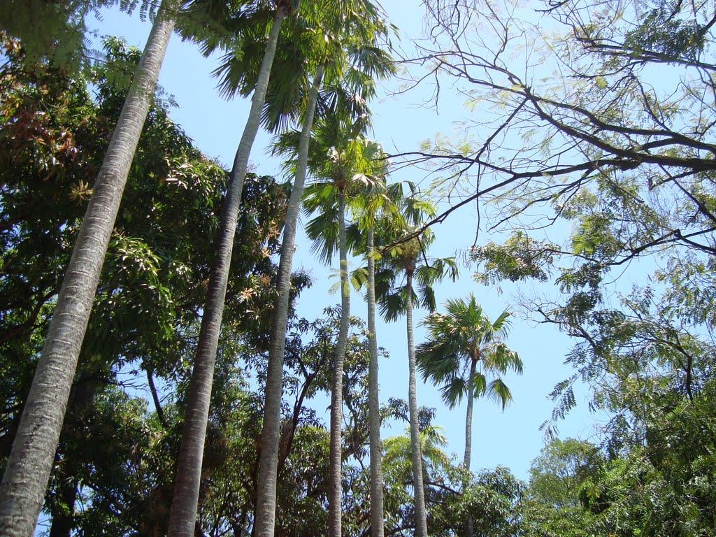 A Beleza das Palmeiras Imperiais da Praça do Derby, Recife - PE by Eduardo Câmara