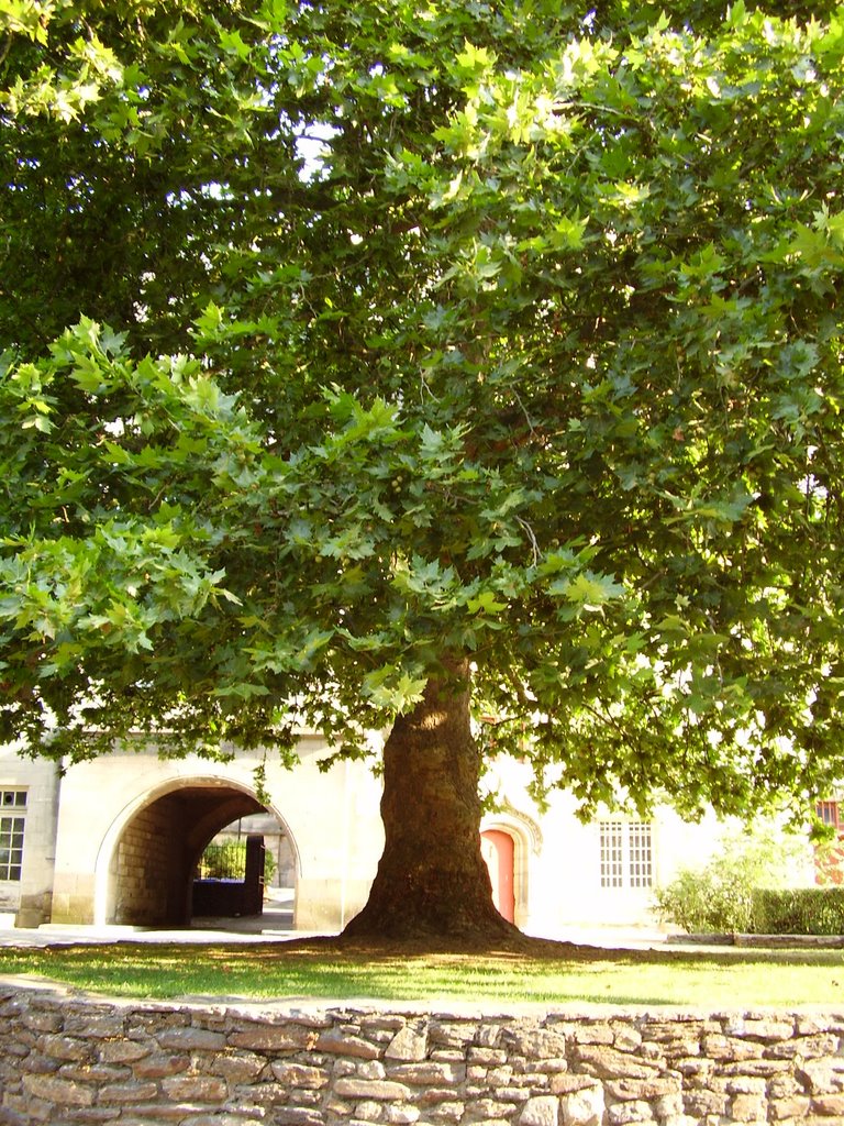 Antigüo árbol de los jardines internos de la Catedral de Saint-Pierre, Nantes, Francia, Foto: Roberto Gago by renovador78