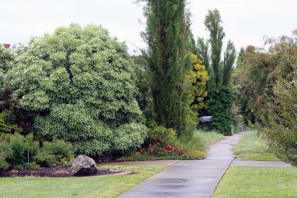 Greenery by Jeanette_A