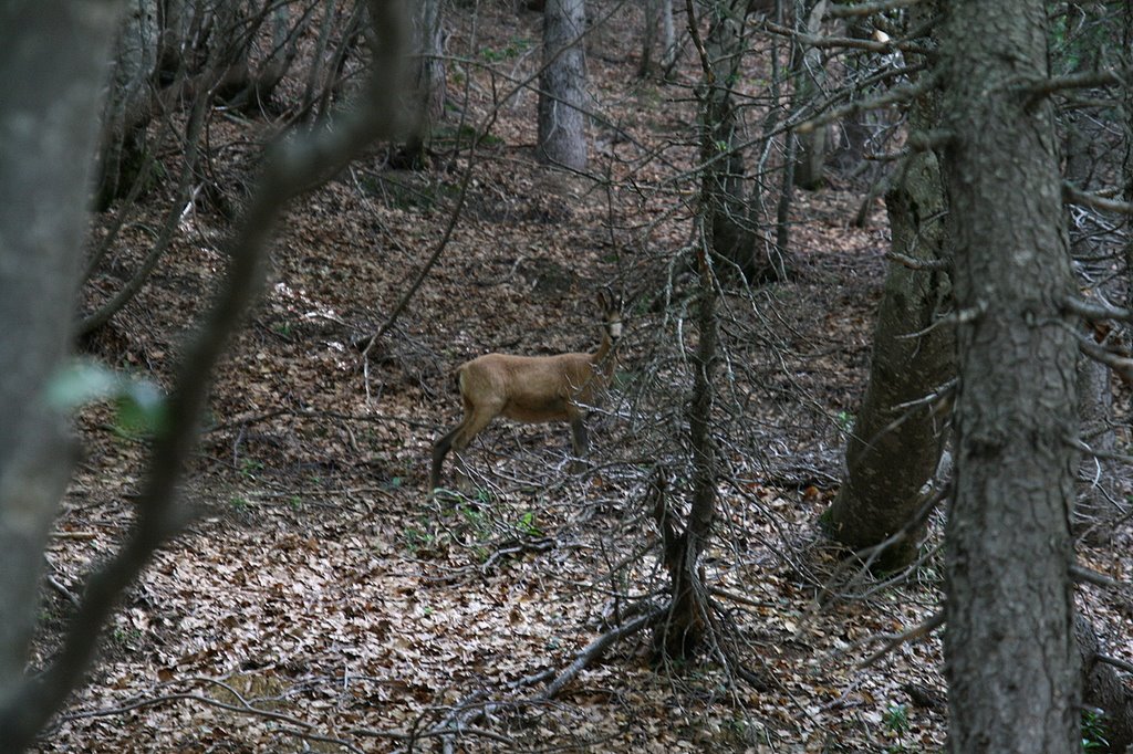 Sarrio en Ordesa, cerca de la Mallata de Abé by ET