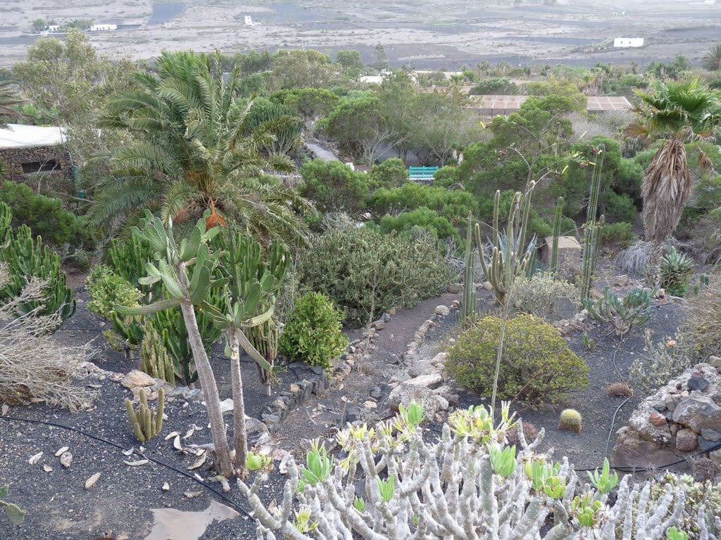 Cactus garden by Joel Marimon Bonet