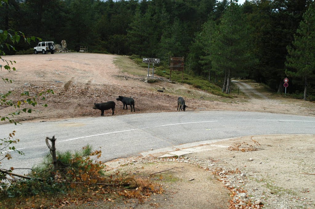 GR20 ¤ Au Col de Verde, le GR croise la route, et les cochons ! by ouatom56