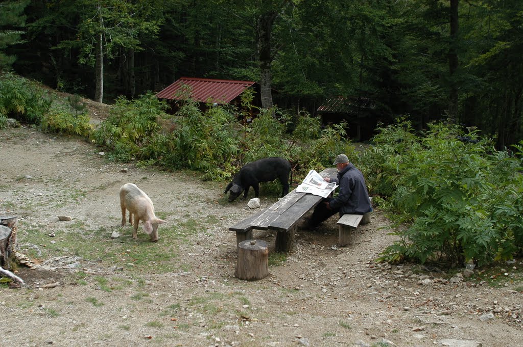 GR20 ¤ Cochons sauvages au pic-nic by ouatom56