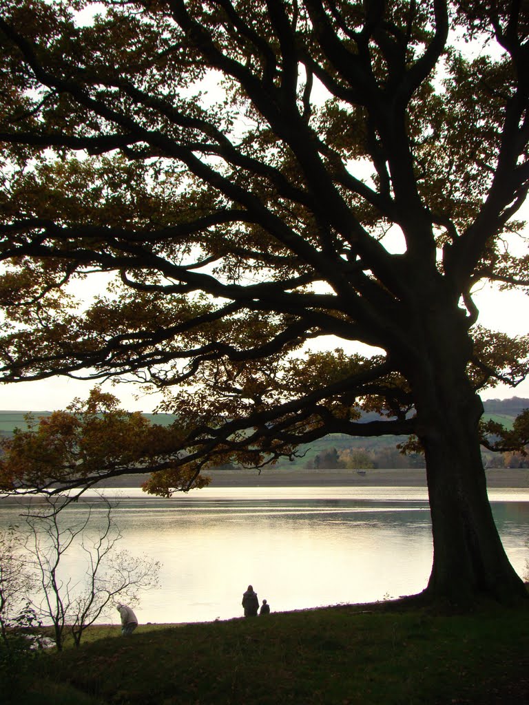 Big tree overlooking Agden Dam, Bradfield Dale, Sheffield S6 by sixxsix