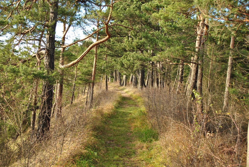 Der Weg zum Baropturm (Fröbelwanderweg) by Grundilein