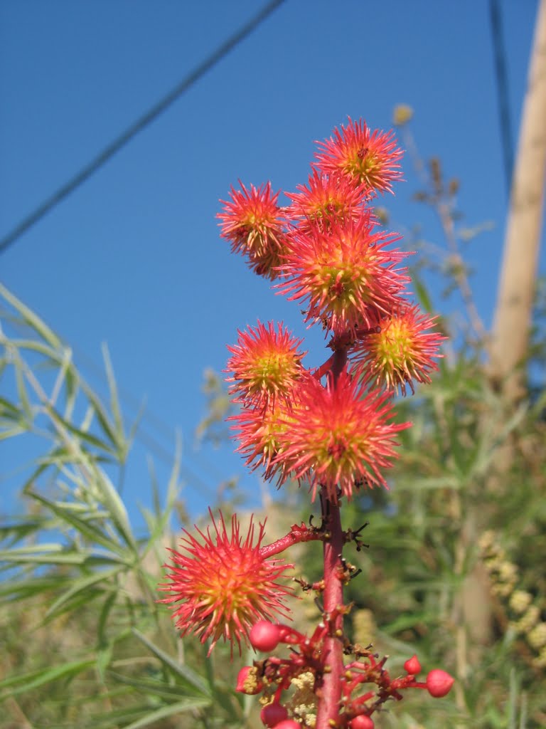 Sougia, Aesculus by YRD