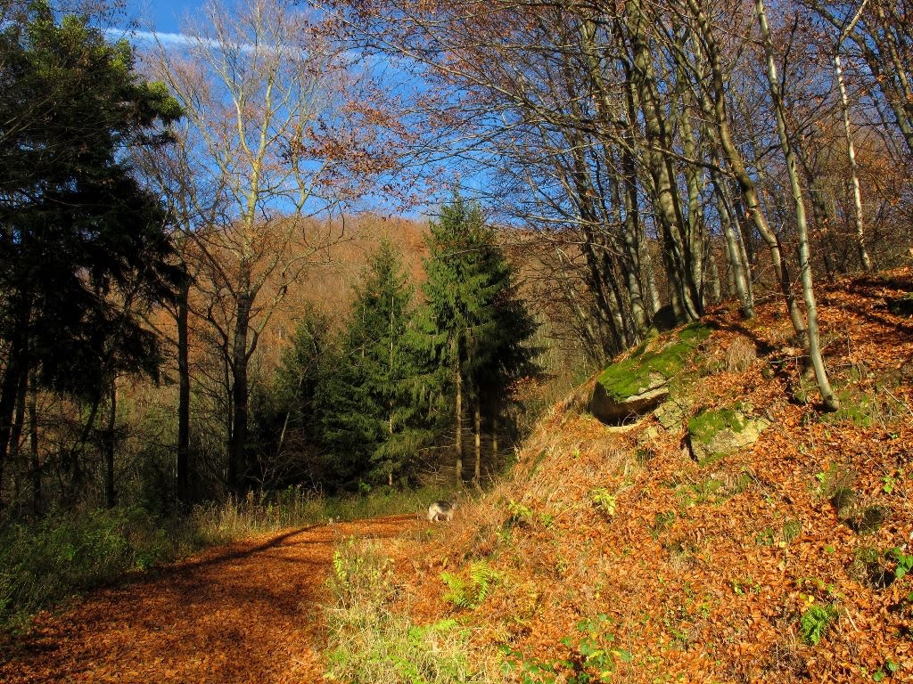 Weg zum Gipfelstein by cerambyx