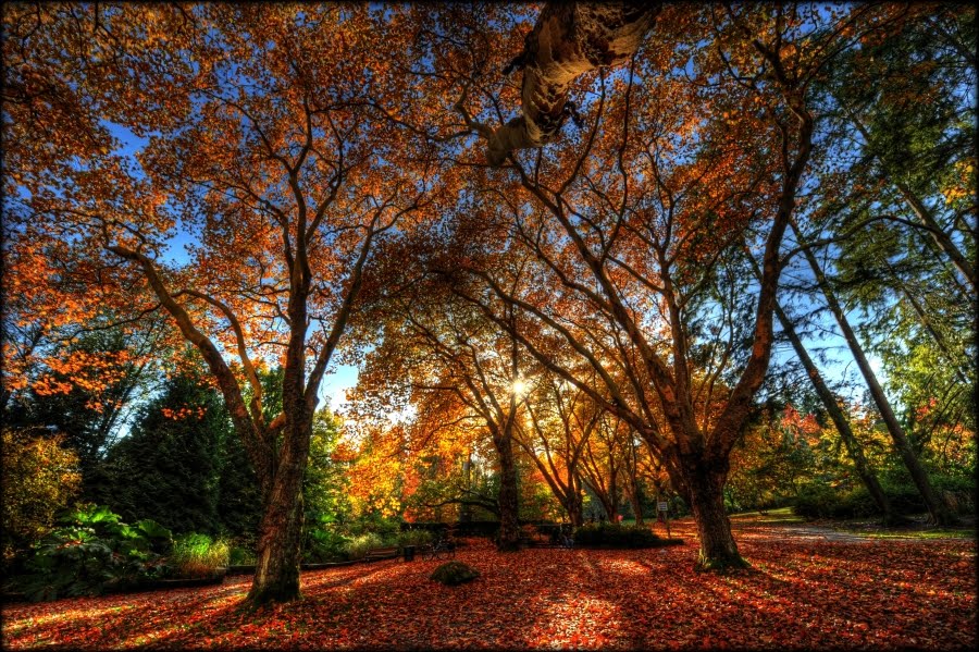 Stanley Park - Trees by olafkorb