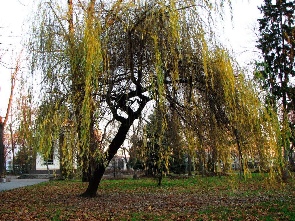 Ранок у сквері (morning in the park) by volnat