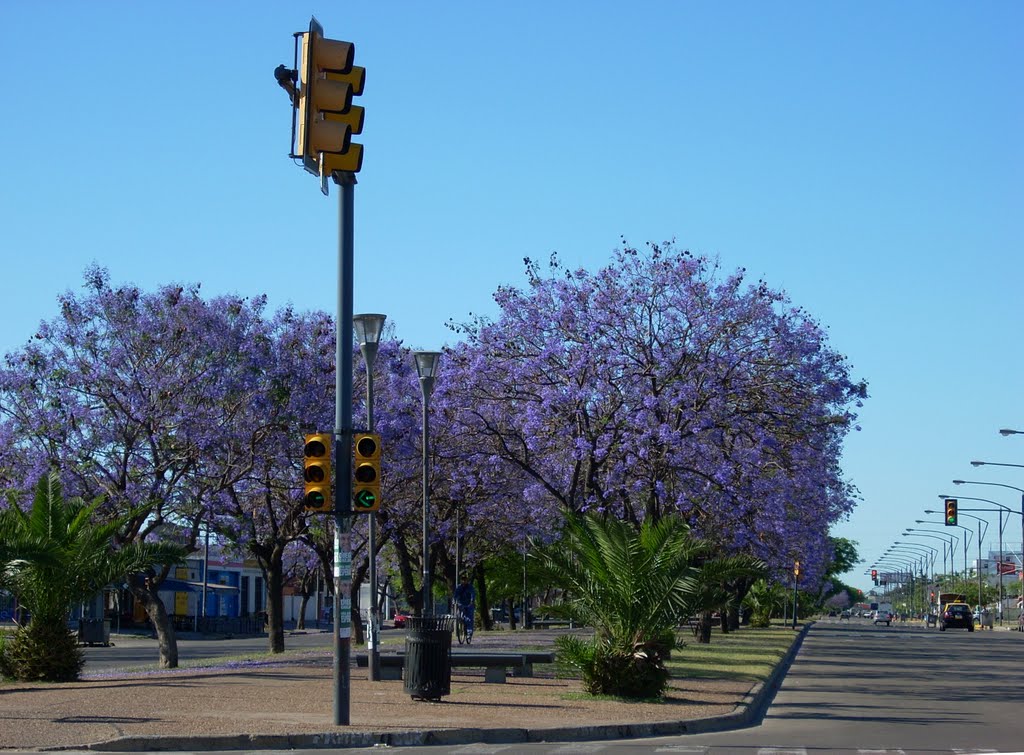 Jacarandás en flor (Blossomed Jacaranda's) by Diego P. Canossa