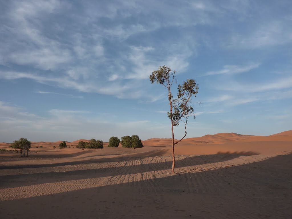 Last tree before the Sahara by Adrian Farwell