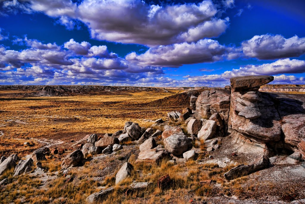 PETRIFIED FOREST, RAINBOW FOREST, ARIZONA by Thomas Poscharsky