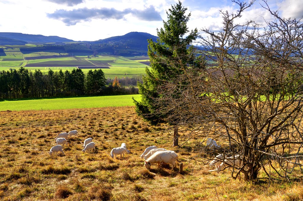 Ziegen auf der Weide by Herbij