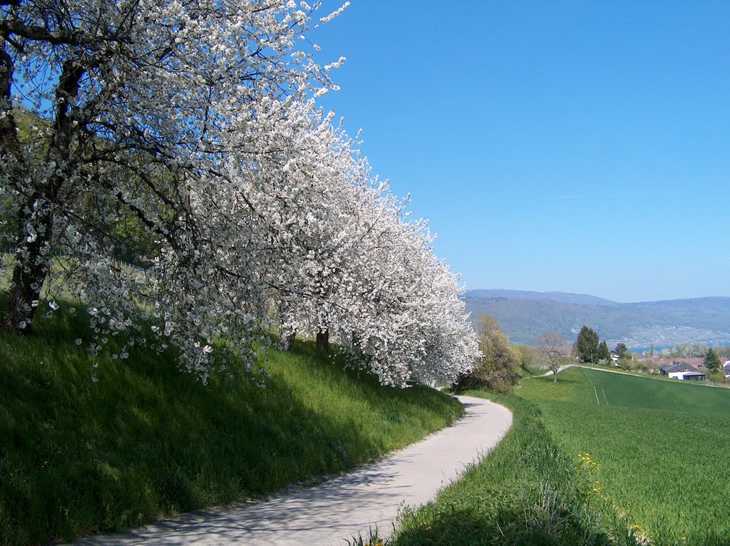 Rebenweg Tschugg - Erlach by d2Blue