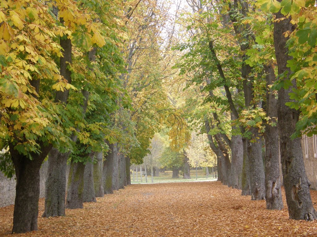 Burgos: Un otoño más en el Parral. Los árboles son castaños de indias. by EventusBonus