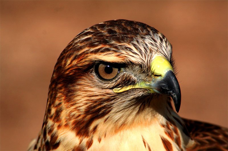 Aguila II,,,, by jose vazquezjosedeme…