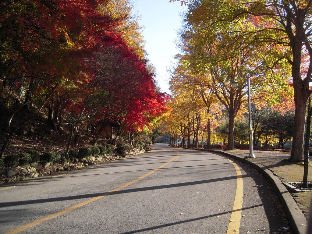 Autumn Colors, Kim-Je-Si (金堤市), Korea. by MC Han