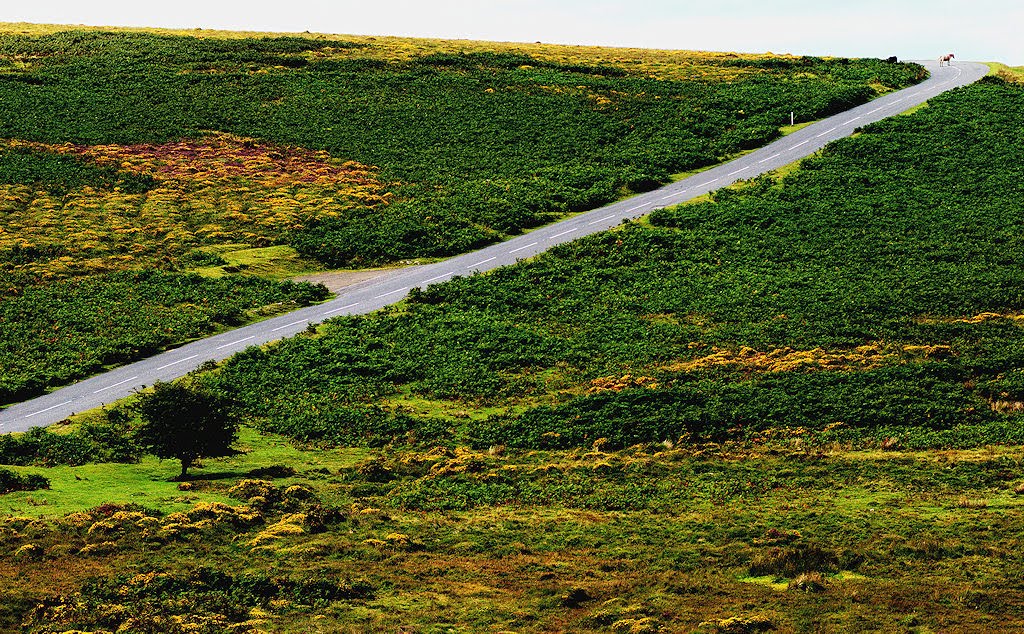 The Tree. The Road, The Horse by Stefano Toselli