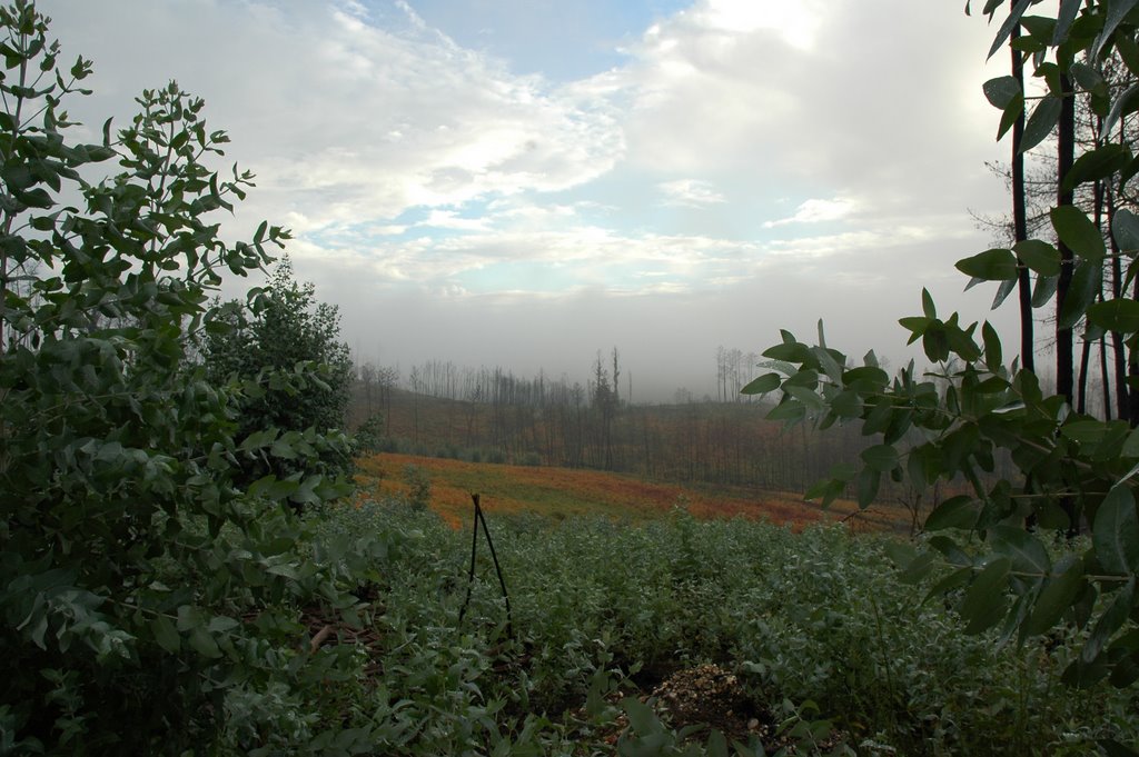 Apres feu 2005 : eucalyptus by Gabriel Henriques