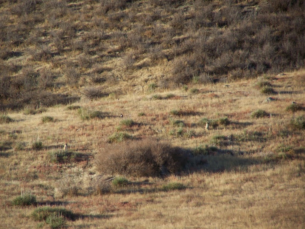 Two coyotes watching my every move! by Rick D.