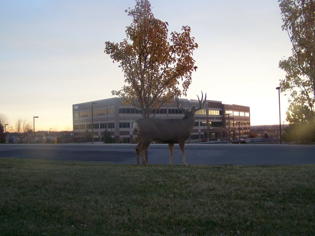 One big buck by Rick D.