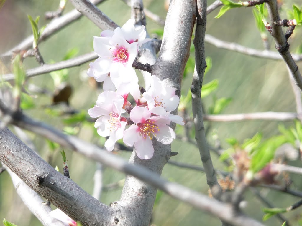 Almendro en flor by evol deven