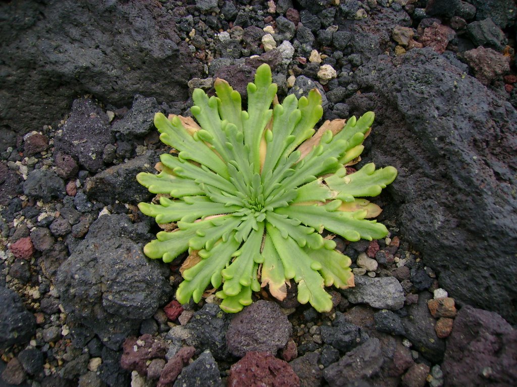 Flor Vulcanica São Miguel Açores Portugal by António Torres