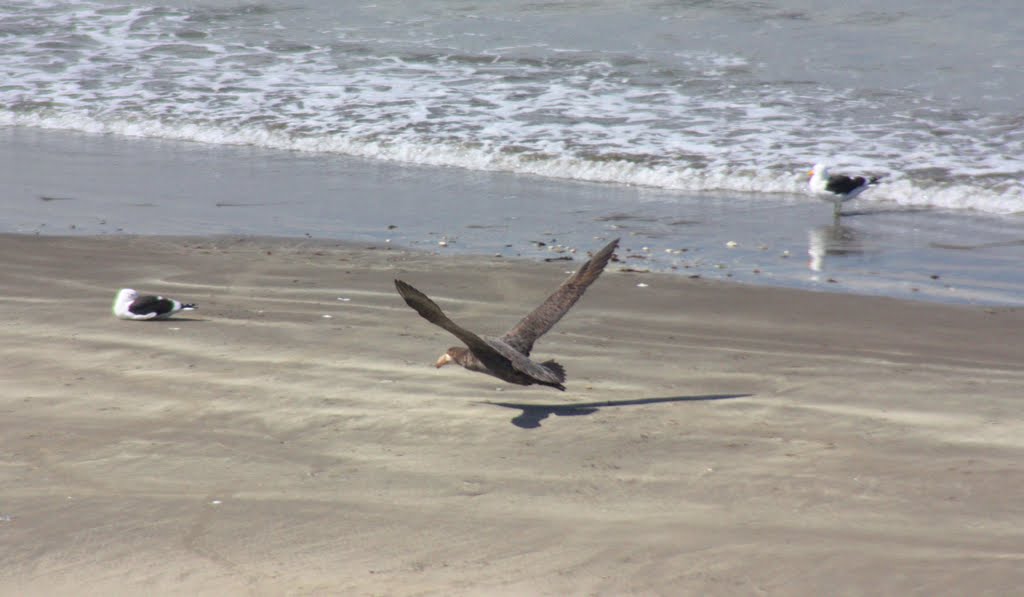 Petrel Barba Blanca en vuelo rasante by veropab16