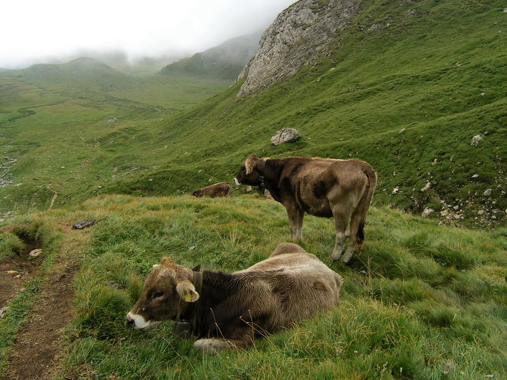 Cows on the steep path down from Passo delle Colombe by Tomas K☼h☼ut