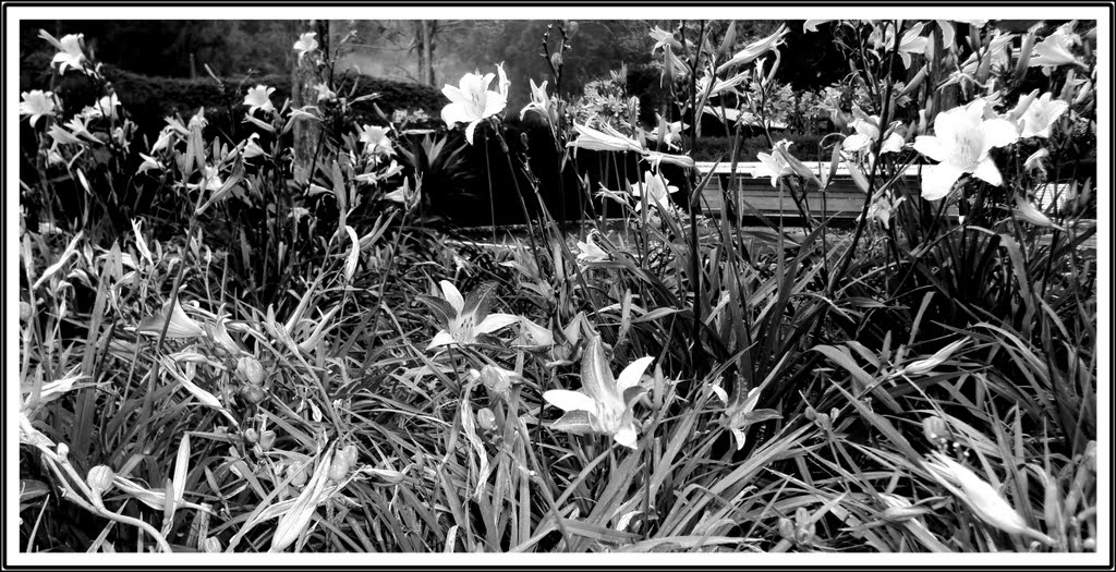 FLORES-FRIBURGO by CLAUDIO MENEGHINI